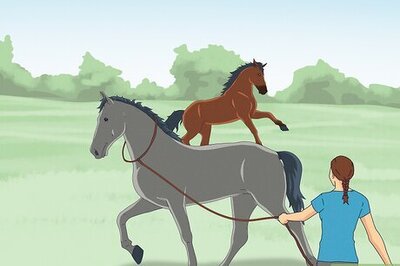 How to Catch a Wild Horse