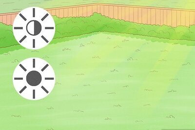 How to Plant Monkey Grass