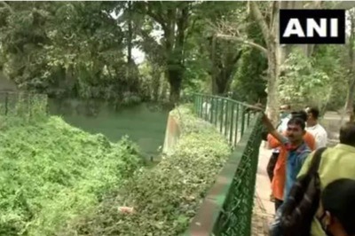 Drunk Man Jumps into Lion’s Cage in Kolkata Zoo, Escapes with Minor Injuries