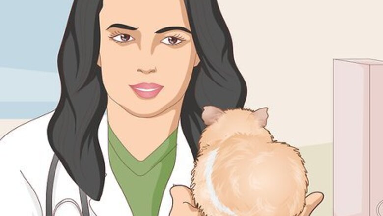 How to Change a Guinea Pig's Diet