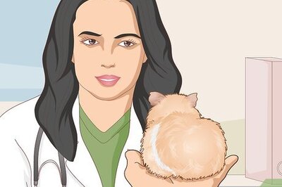 How to Change a Guinea Pig's Diet