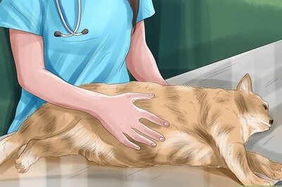 How to Help Your Cat Recover from a Miscarriage