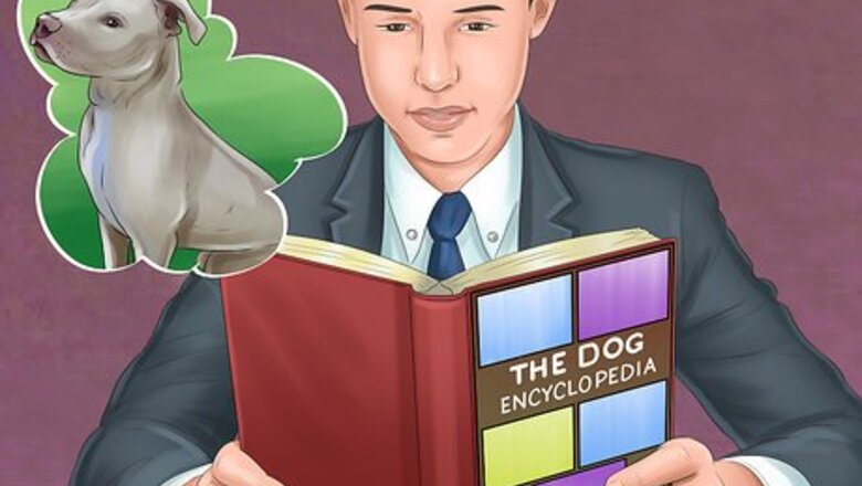 How to Decide if a Pit Bull Is Right for You