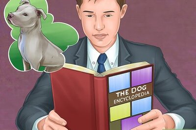 How to Decide if a Pit Bull Is Right for You