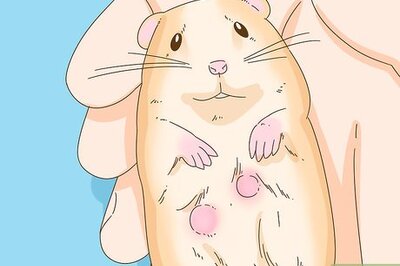 How to Diagnose Tumors in Hamsters