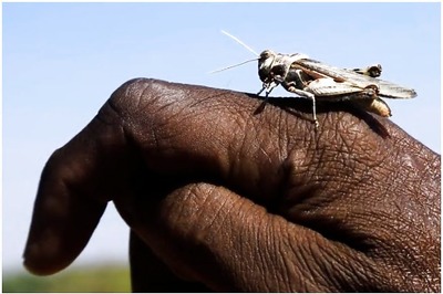 Locusts Back in North Gujarat, Officials Say No Need to Panic