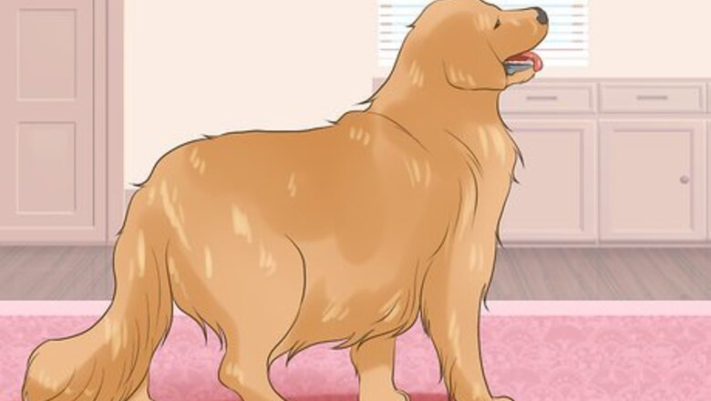 How to Protect an Easily Disoriented Older Dog