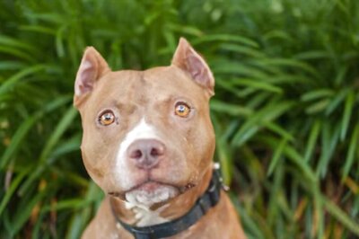 Police Hunt For Two Dogs Suspected Of Killing Man in Birmingham