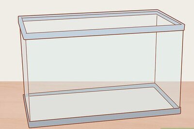 How to Choose Good Tankmates for Seahorses