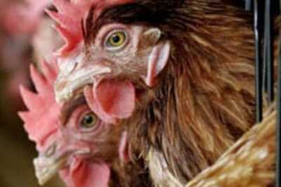 Bird flu strikes Pakistan again