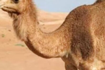 Distressed Over Missing Camel, Residents Of Andhra Village Offer Reward To Whoever Brings It Home