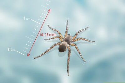 How to Identify a Water Spider