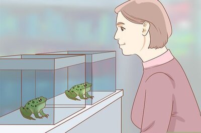 How to Care for Green Tree Frogs