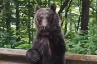 Watch: Bear Raises Its Paws, Waves At Family Travelling Through Forest Road