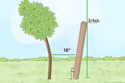 How to Straighten a Tree