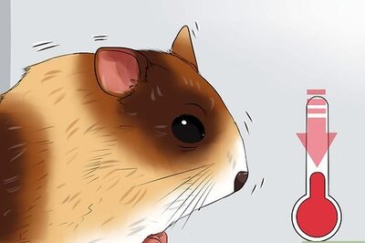 How to Care for Your Shocked Hamster