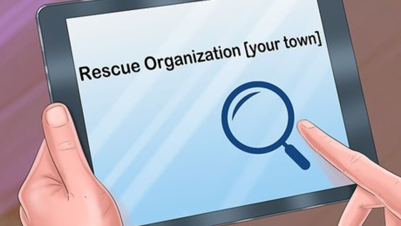 How to Adopt a Cat Through a Rescue Organization