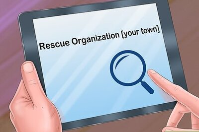 How to Adopt a Cat Through a Rescue Organization