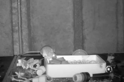 Mouse With OCD? Video Shows Rodent Cleaning Up Man's Shed
