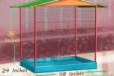 How to Prevent Infections in Parakeets