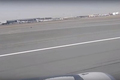 Watch a Man Scaring Langurs at Ahemdabad Airport Wearing a Bear Dress: Video