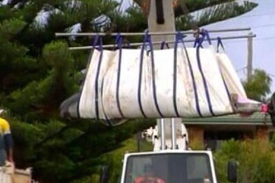 Joy turns to sorrow as refloated whales beach again