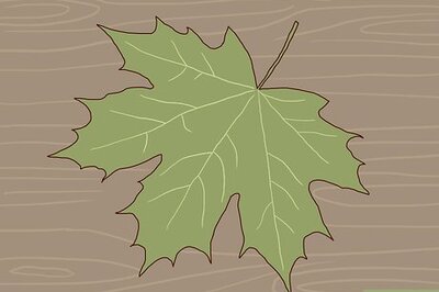 How to Identify Sugar Maple Trees
