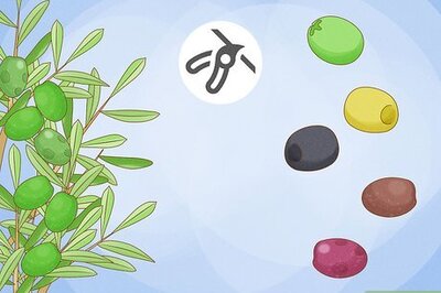When and How to Harvest Olives
