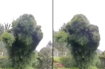 Watch: This Swirling Tree On A Stormy Day Has The Netizens Spooked