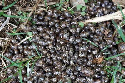 Kottayam Faces Crisis As Giant African Snails Threaten Crops And Public Health