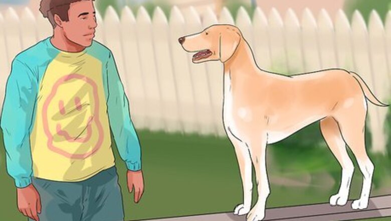 How to Teach Your Dog to Whoa