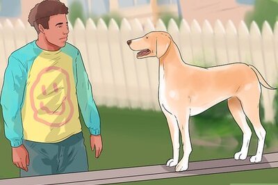 How to Teach Your Dog to Whoa