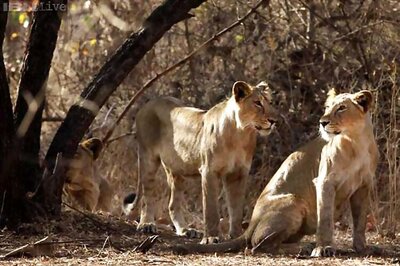 Gujarat opposes any move to shift Gir lions out of state after flood kills some