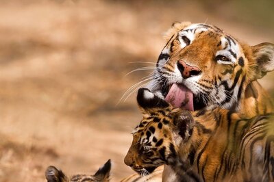 MP Tops India Tally for State With Largest Forest Cover But Wildlife Experts Say All May Not be Well