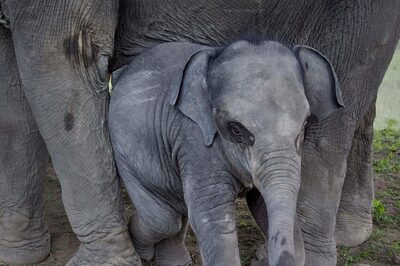 Mother Elephant, Calf Rescued from Shallow Well in Kerala