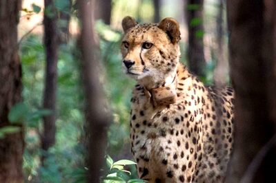 Odisha's Nandankanan Zoo to Get Cheetahs, Lions, Birds from Dubai