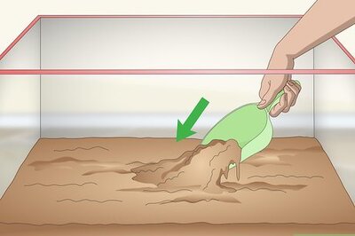 How to Set up a Green Anole Tank