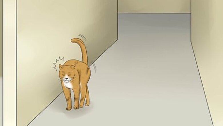 How to Treat Feline Retinal Disease