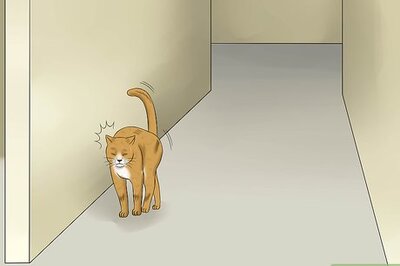 How to Treat Feline Retinal Disease