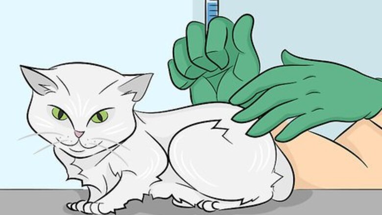 How to Prevent Feline Upper Respiratory Illness