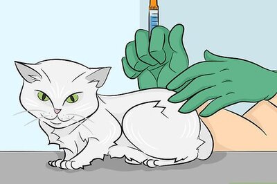 How to Prevent Feline Upper Respiratory Illness