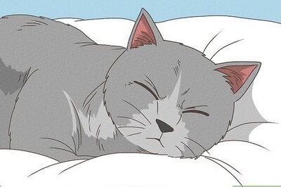 Cat Stopped Grooming: Possible Reasons & Solutions