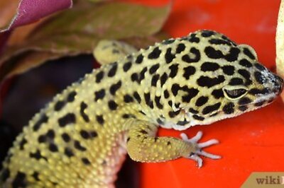 How to Have Fun With Your Leopard Gecko