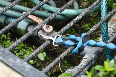 How to Bathe a Clumsy Dog