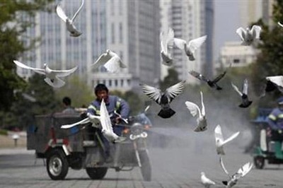 Beijing reports first case of new bird flu as virus spreads