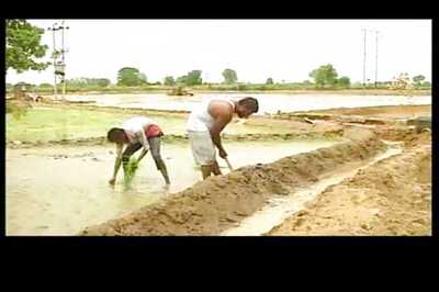 No end to farmers' woes in Punjab, ground realities continue to haunt agriculture