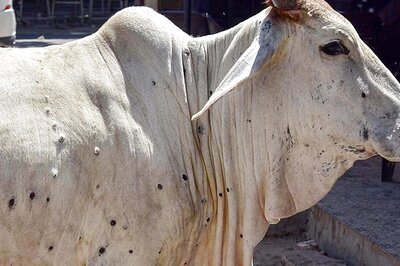 First Suspected Case of Lumpy Skin Disease Reported in Mumbai