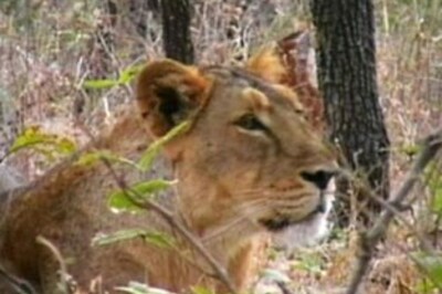 400 hectares affected in forest fire, no casualties