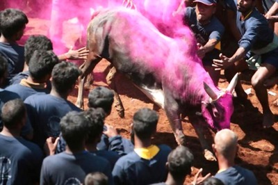 Making All Efforts to Get Back Jallikattu: Tamil Nadu Minister