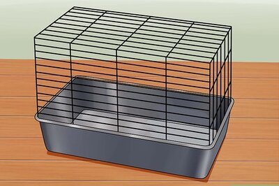 How to Care for a Russian Dwarf Hamster